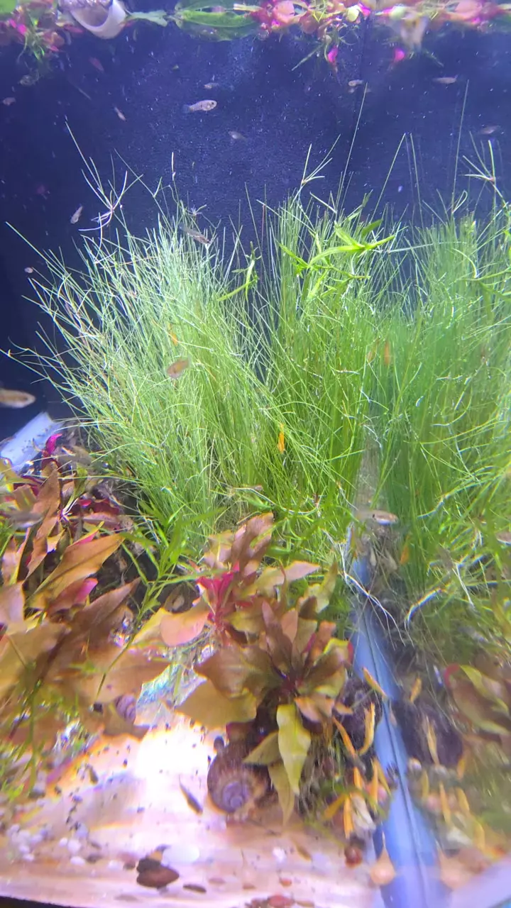Dwarf Hairgrass thumbnail