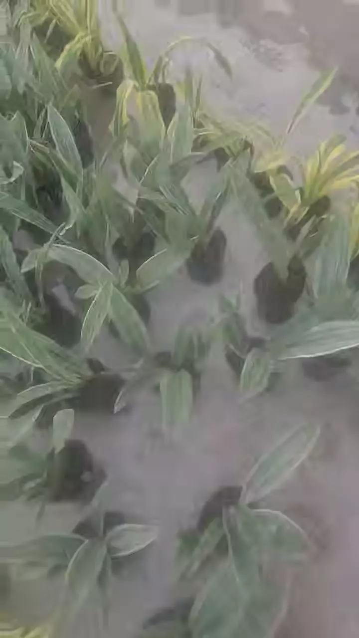 suyuri sansevieria thumbnail