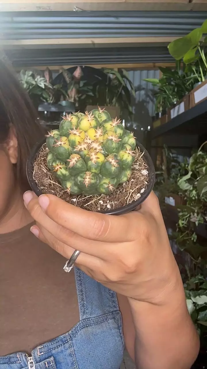 4” variegated beehive cactus thumbnail