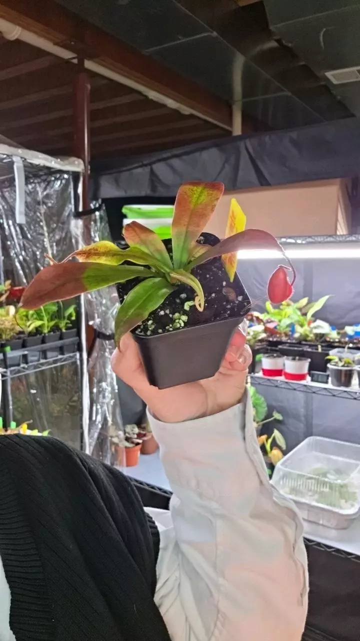 Black Miracle Pitcher plant thumbnail