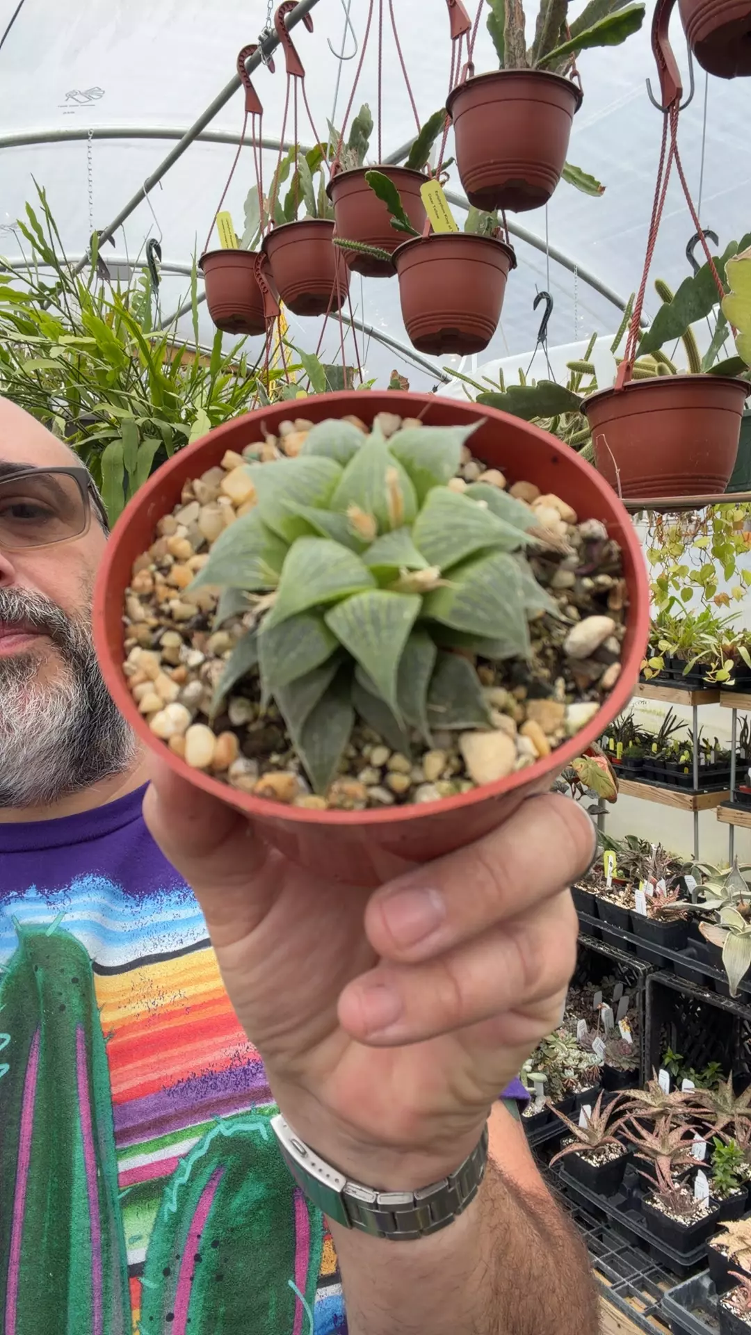 H pygmeae x comptoniana thumbnail