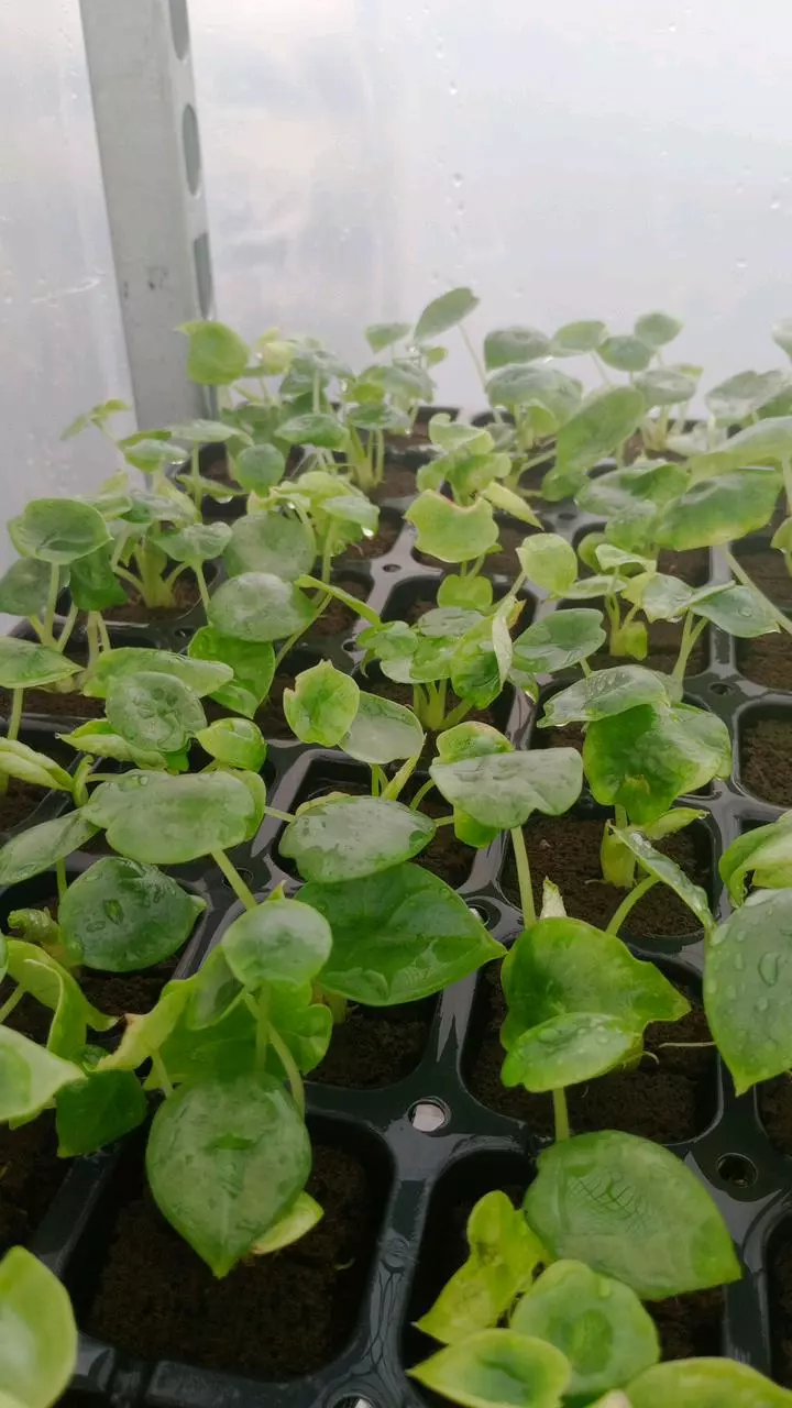 Alocasia Nebula Starter thumbnail