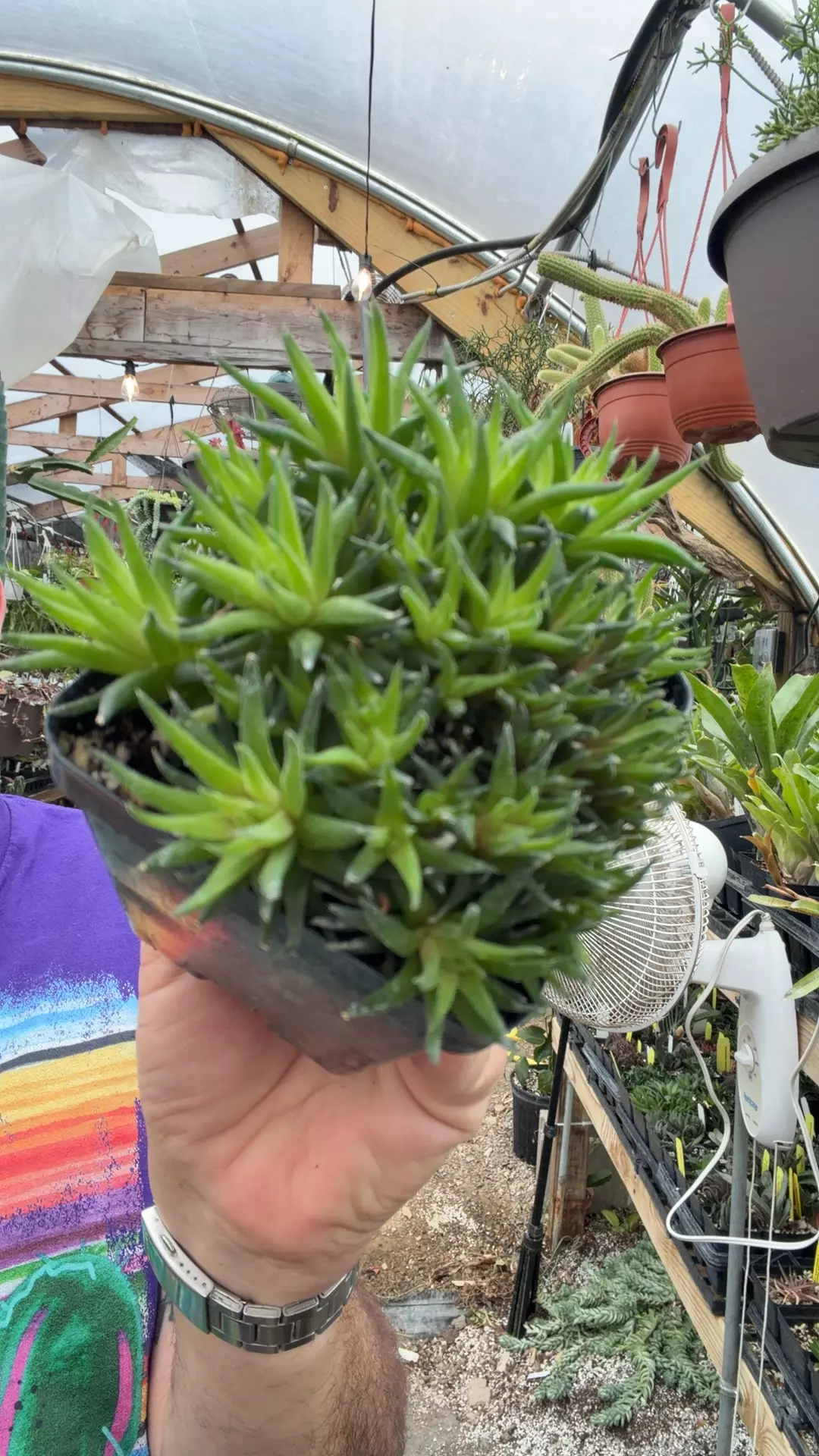 H divergens thumbnail