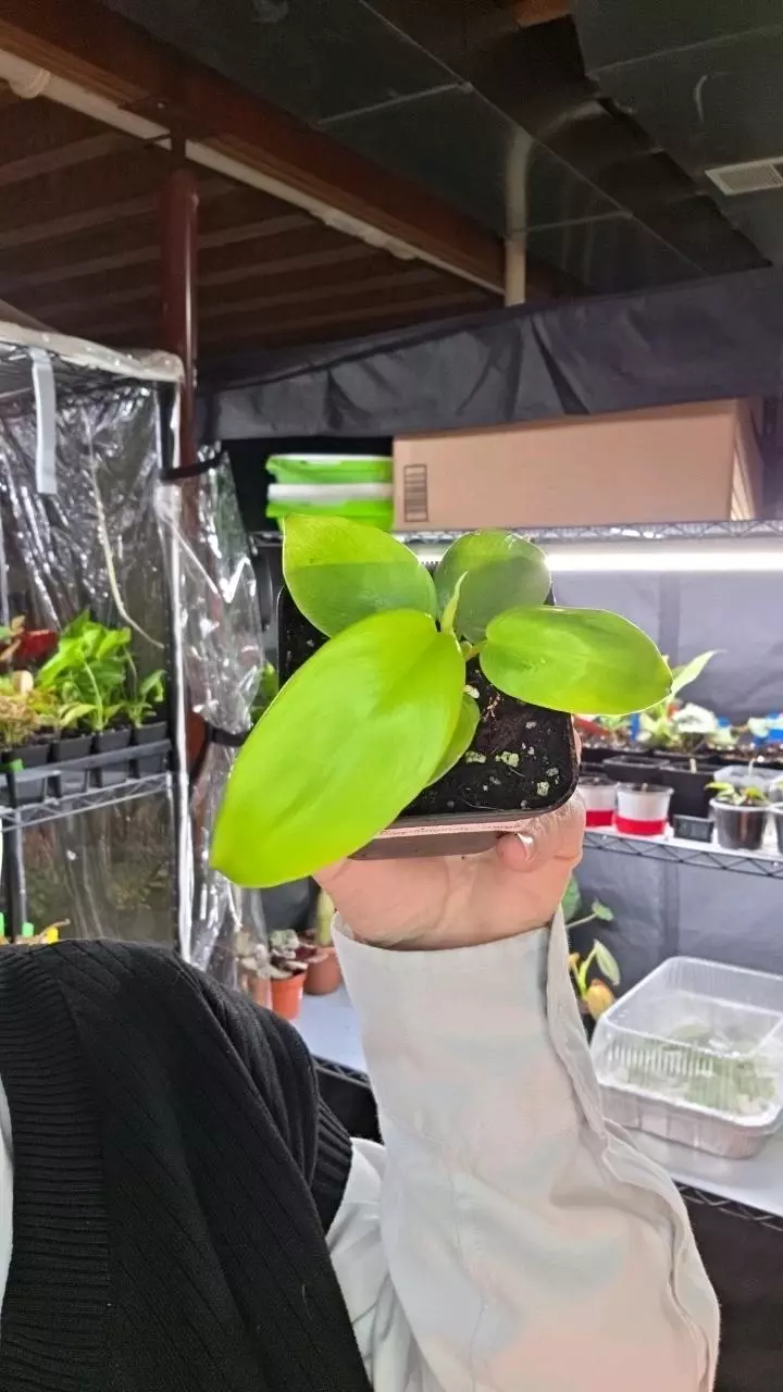 Philo Bipennifolium "Aurea" thumbnail