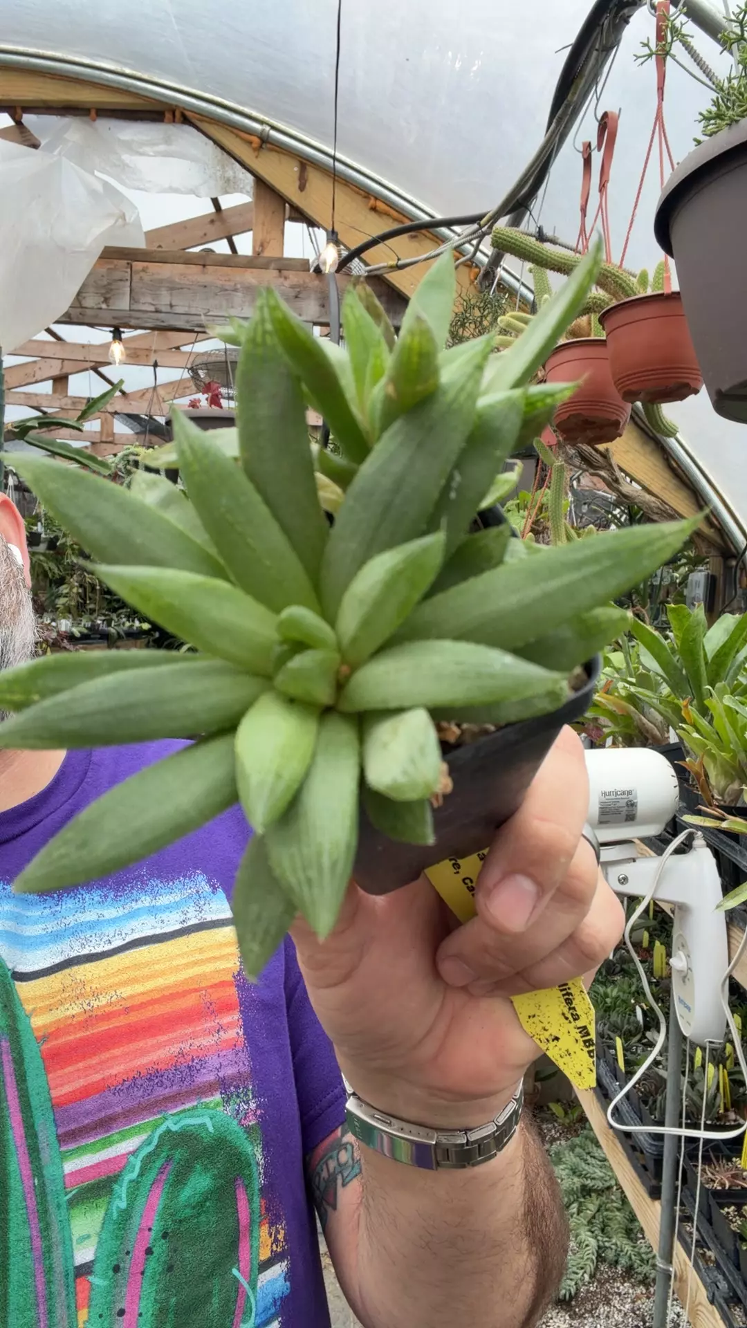 H cymbiformis GC 2.5” thumbnail