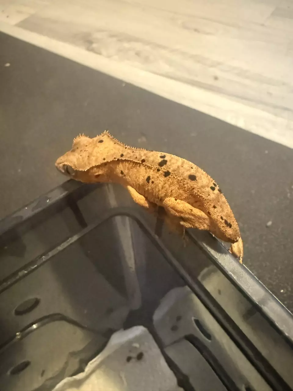 yellow based dalmation thumbnail