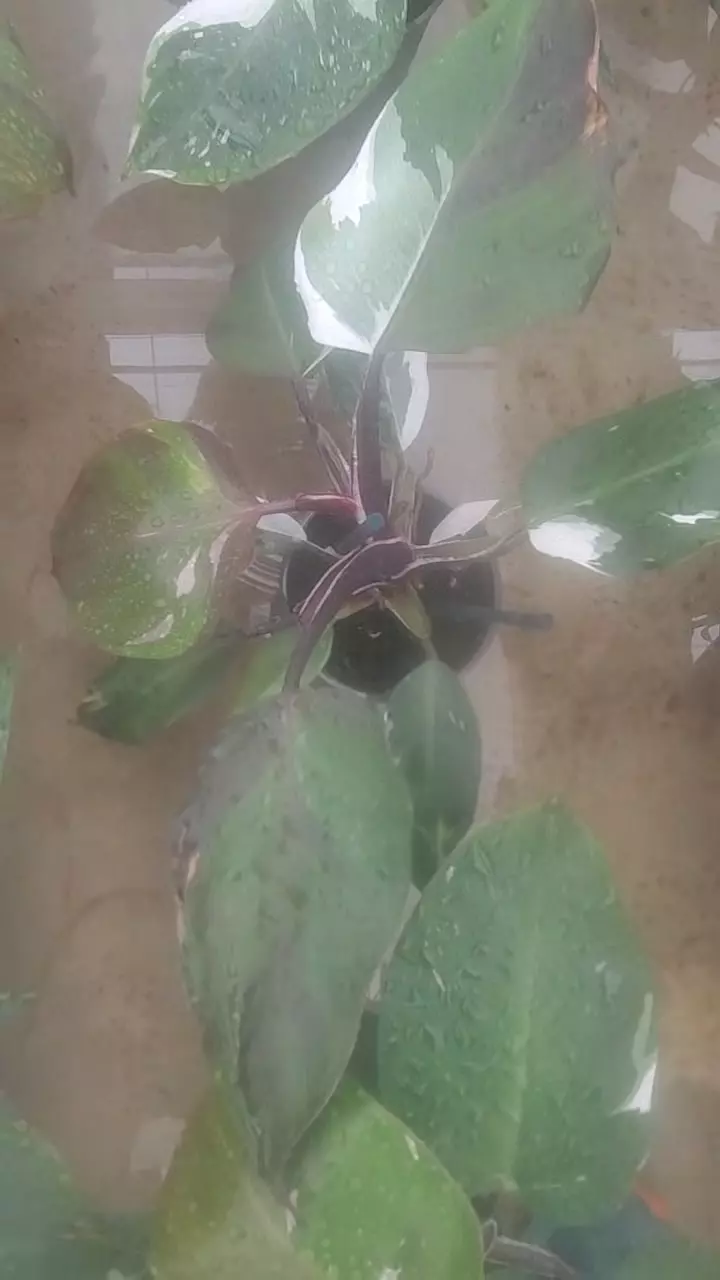 White Knight Skittles thumbnail