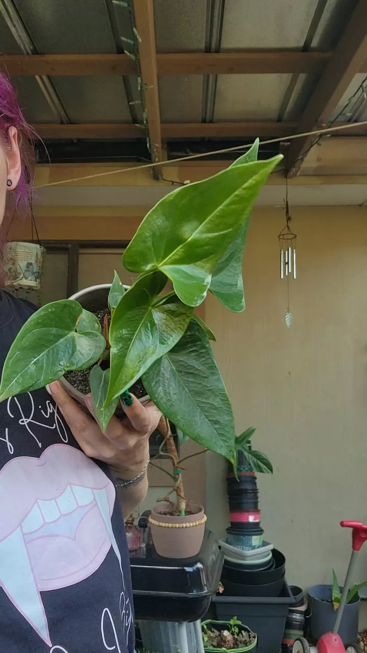 orange flamingo anthurium 6" thumbnail