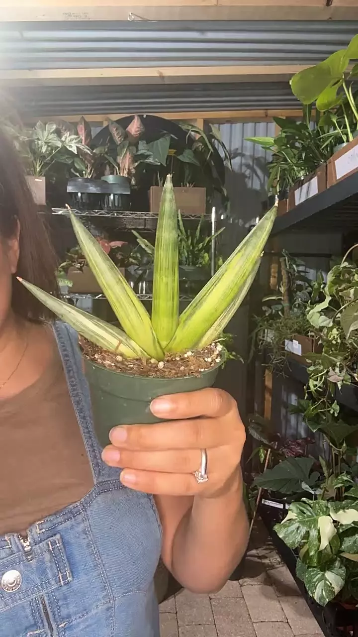 4” boncel vg thumbnail