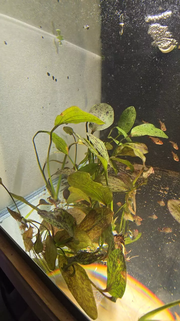 Red Flame Amazon Sword thumbnail