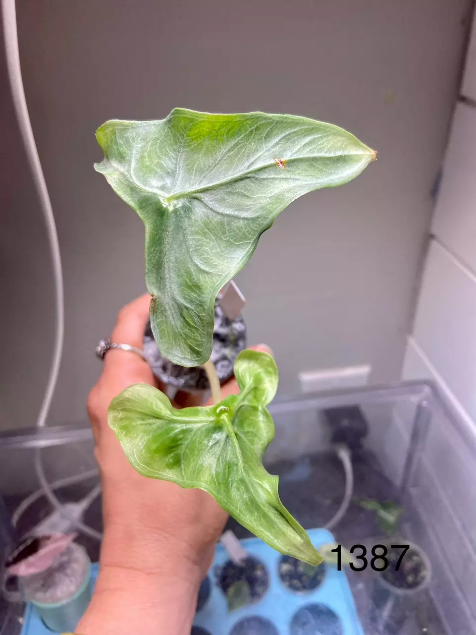 1387 Holy grail thumbnail