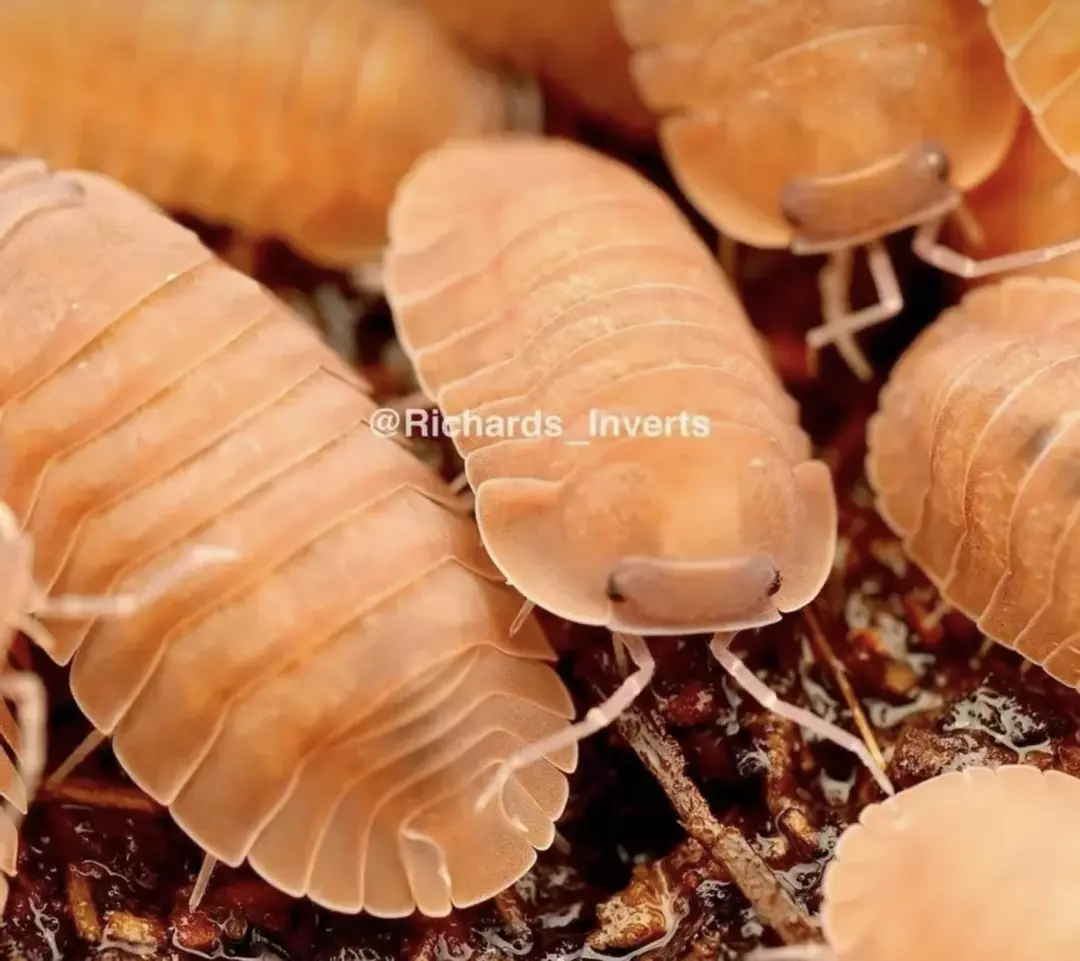 5ct Cubaris sp. "Salmon, Martinique" thumbnail