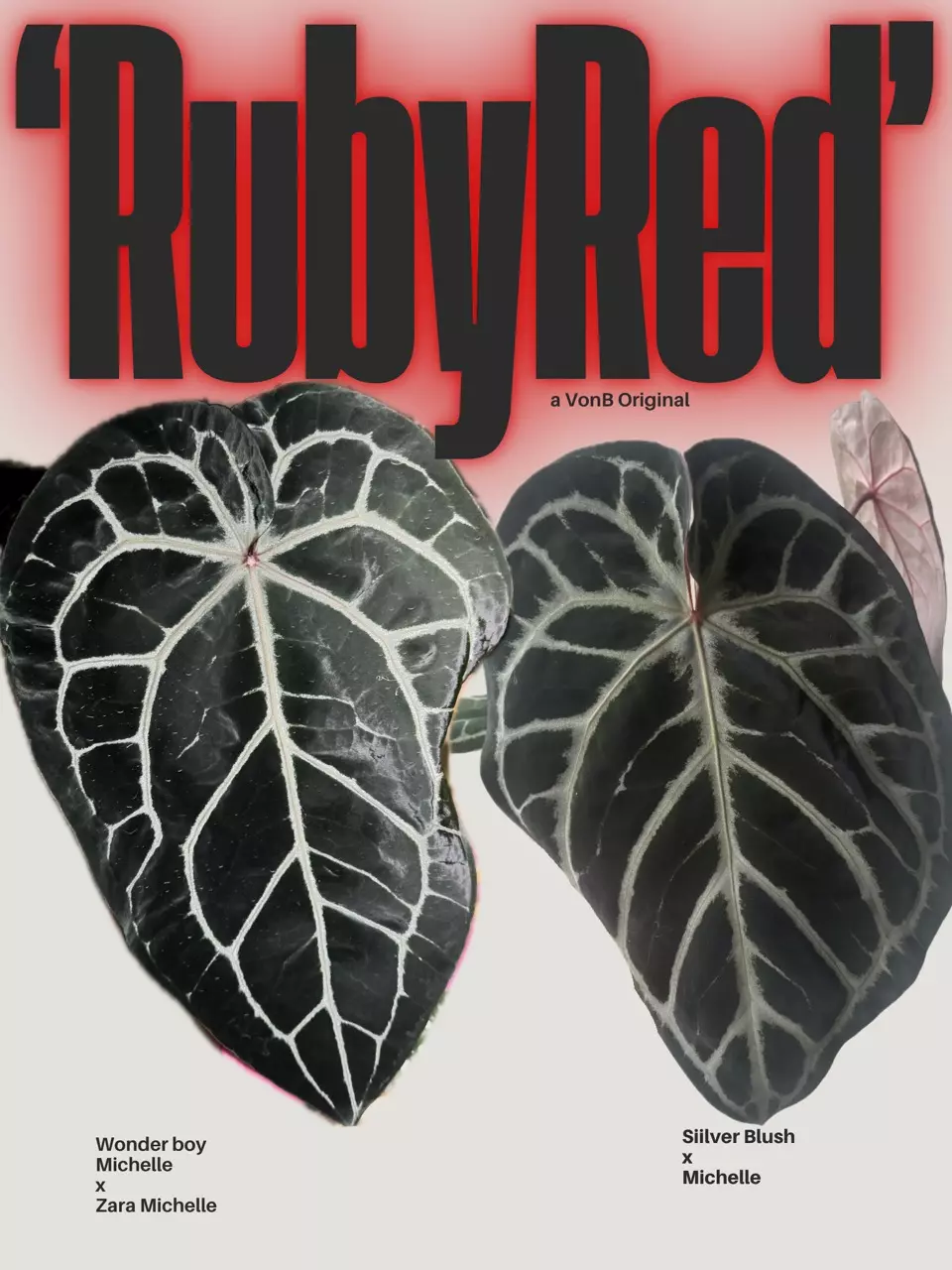 “Ruby Red”  2 germinated seeds New Von B Release (: thumbnail