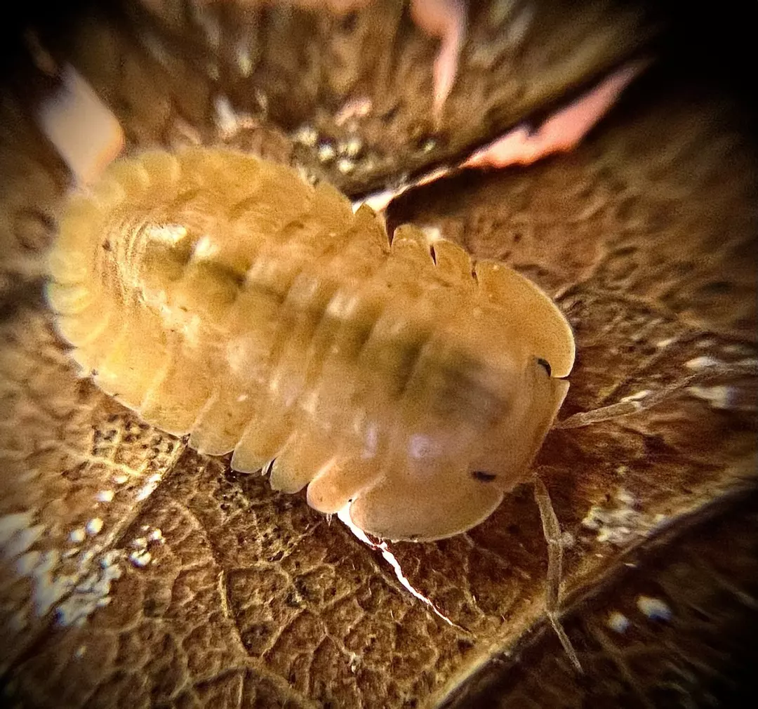 5 Ct Cubaris sp Orange Freezy thumbnail