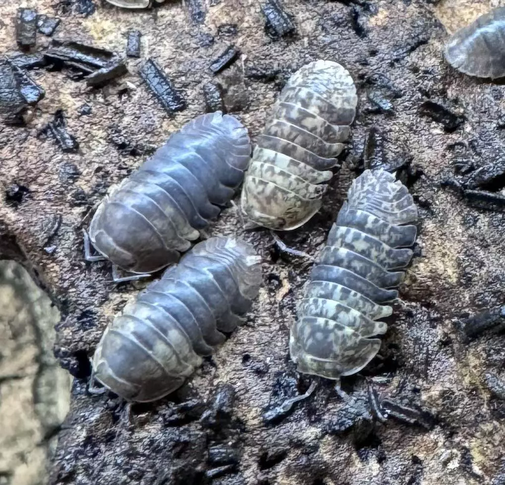 5 Ct Filipinodillo sp. "Cordova" thumbnail