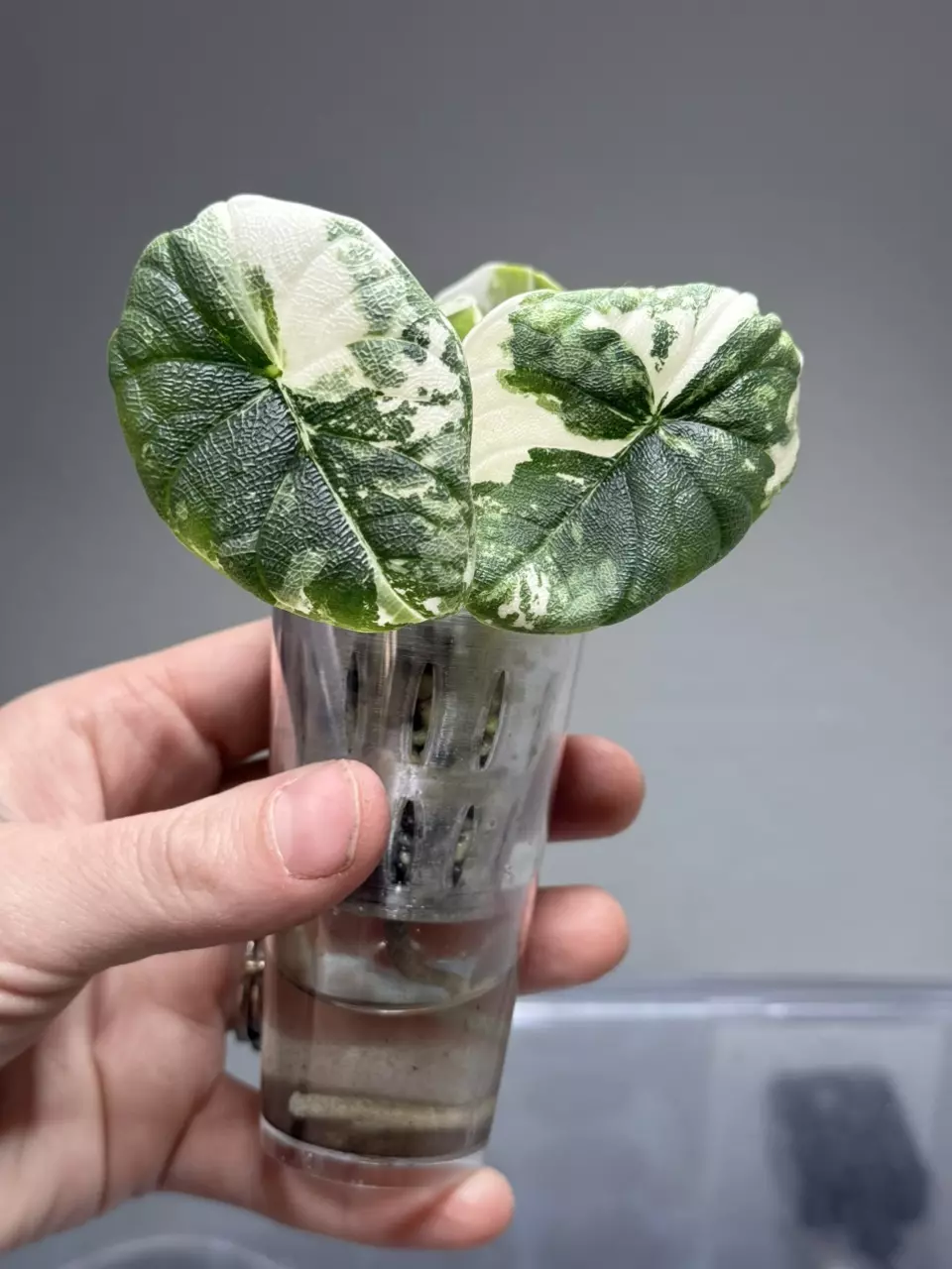 1399 Albo Melo thumbnail