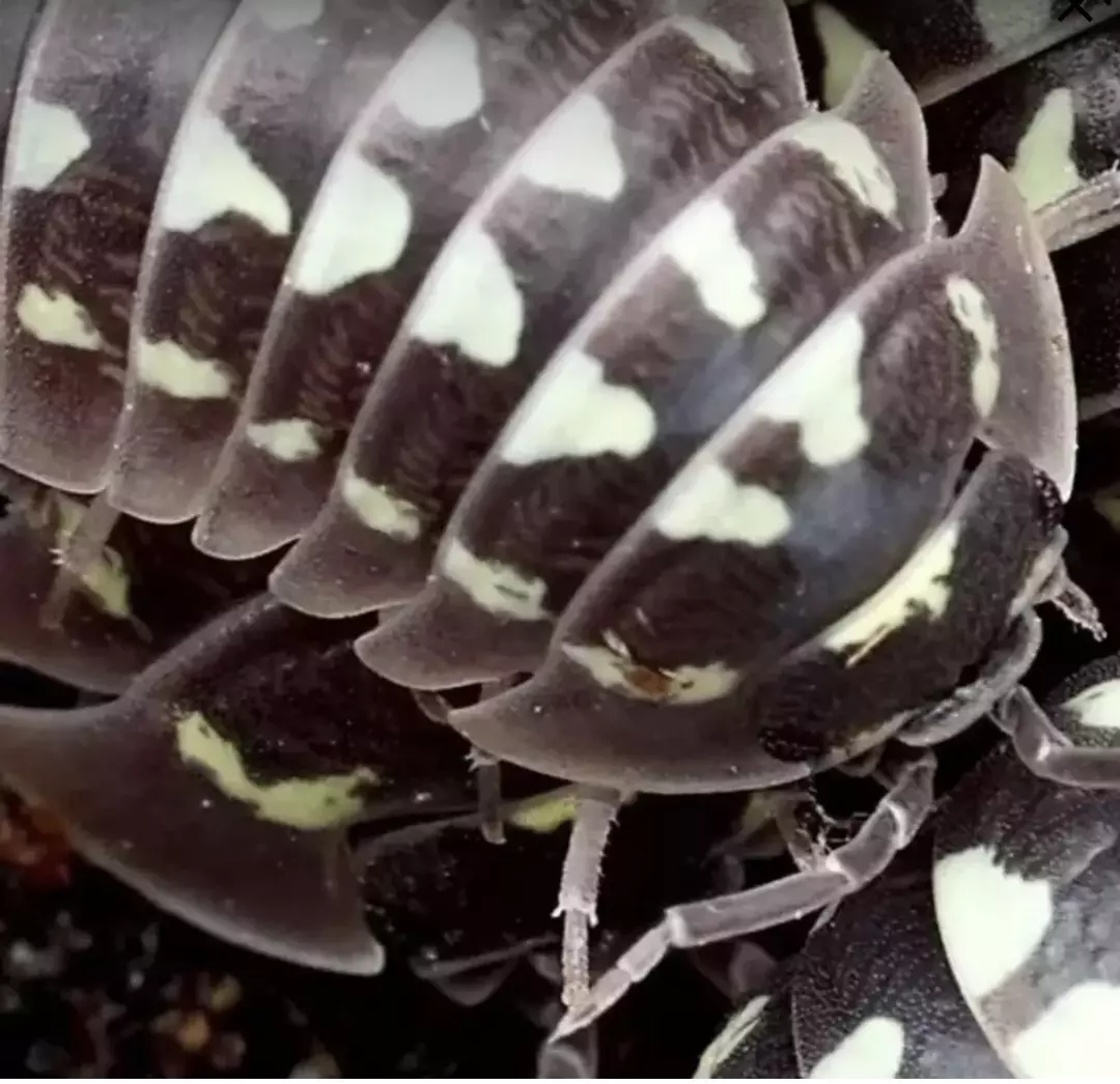 5ct Armadillidium gestroi "Zinger" thumbnail