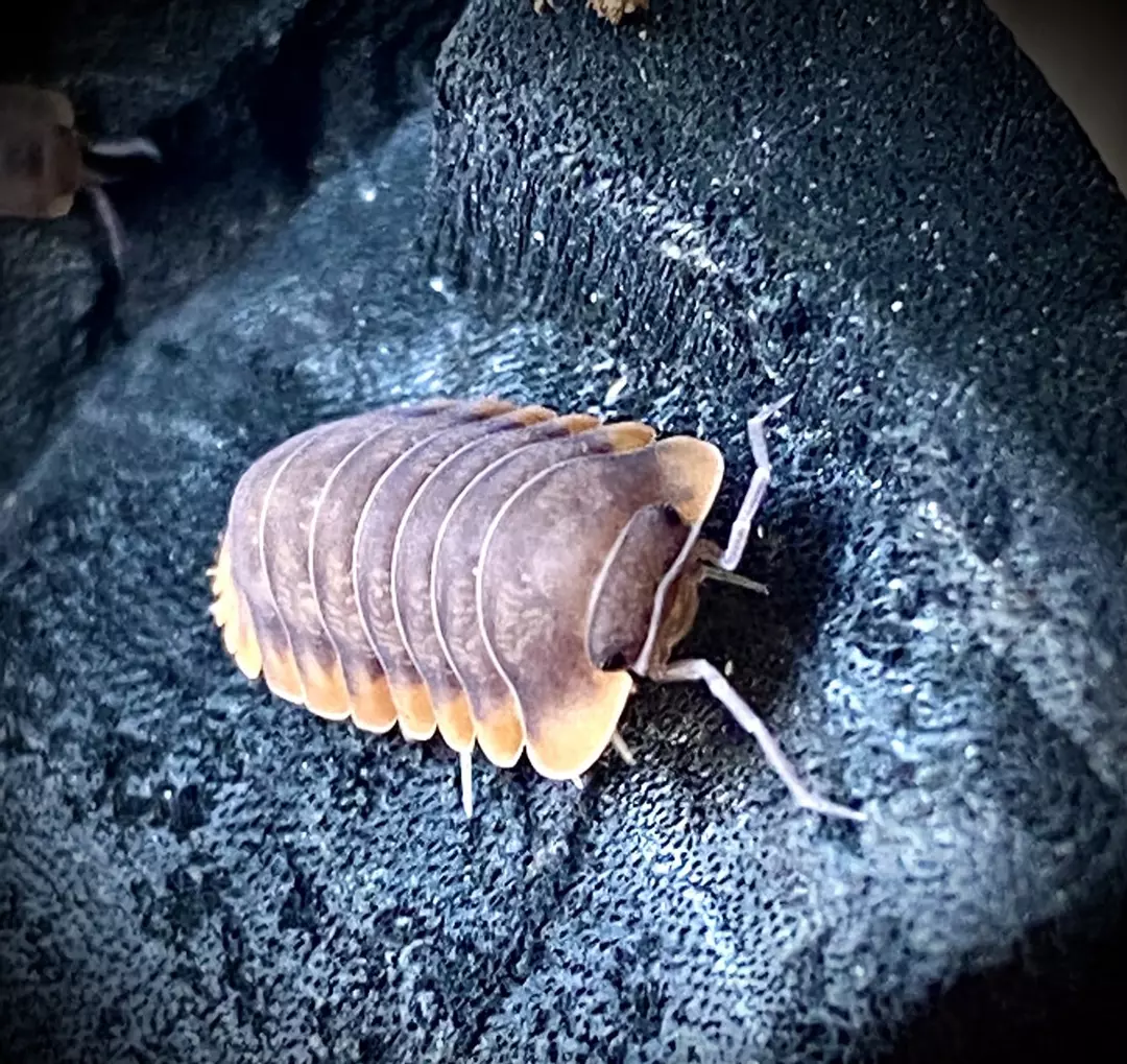 5 Ct Cubaris sp red edge thumbnail