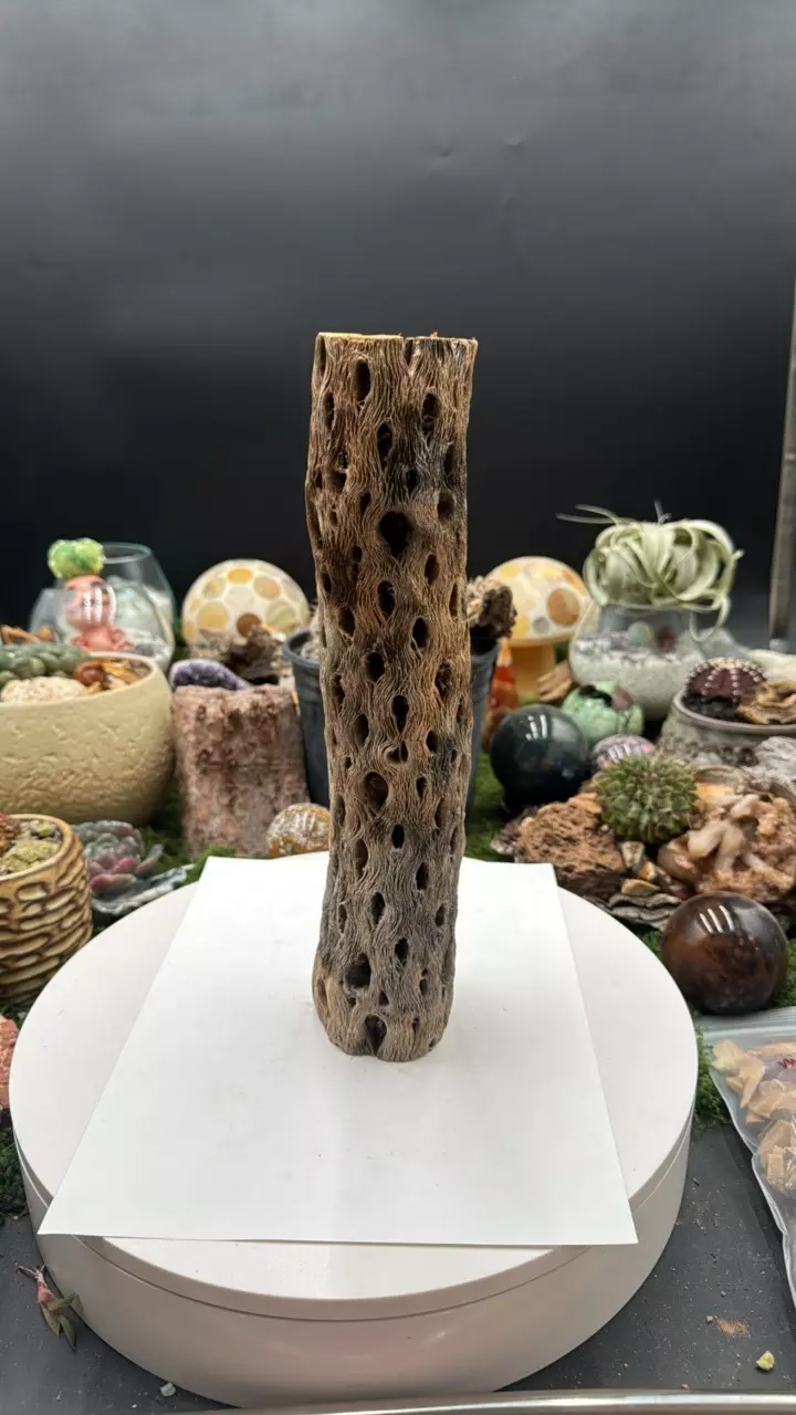 Cholla Wood 12” L thumbnail