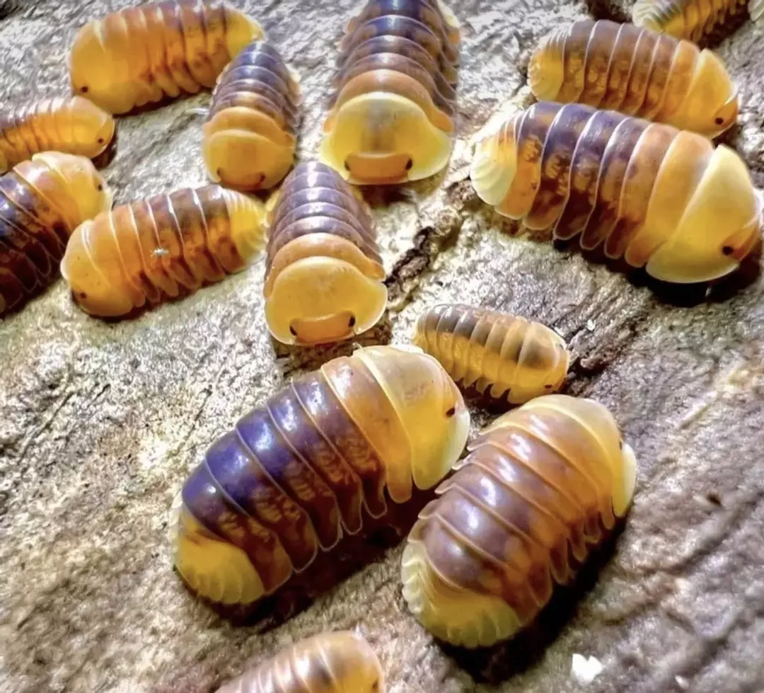 5ct Cubaris sp. "Rubber Ducky" thumbnail