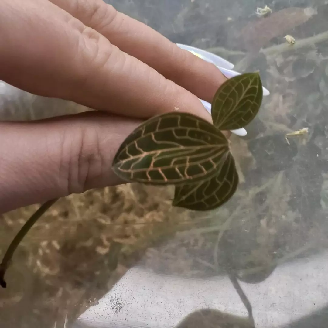 orange jewelry orchid GC cutting thumbnail