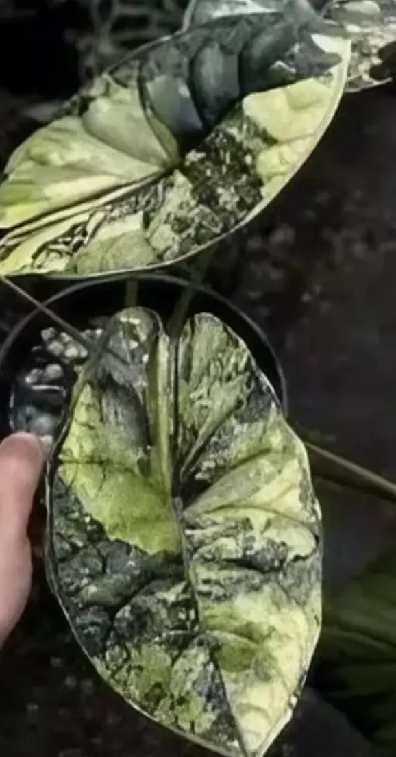 Dragon Scale Mint tissue culture gc thumbnail