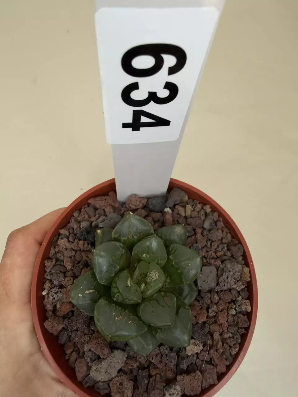 634 haworthia green fire thumbnail