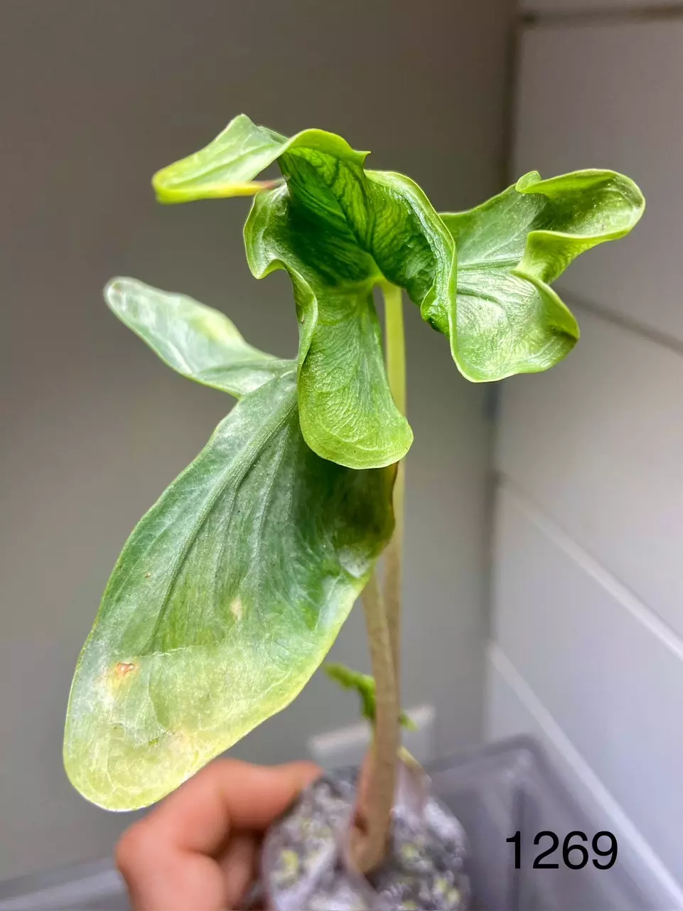 1269 Holy Grail thumbnail