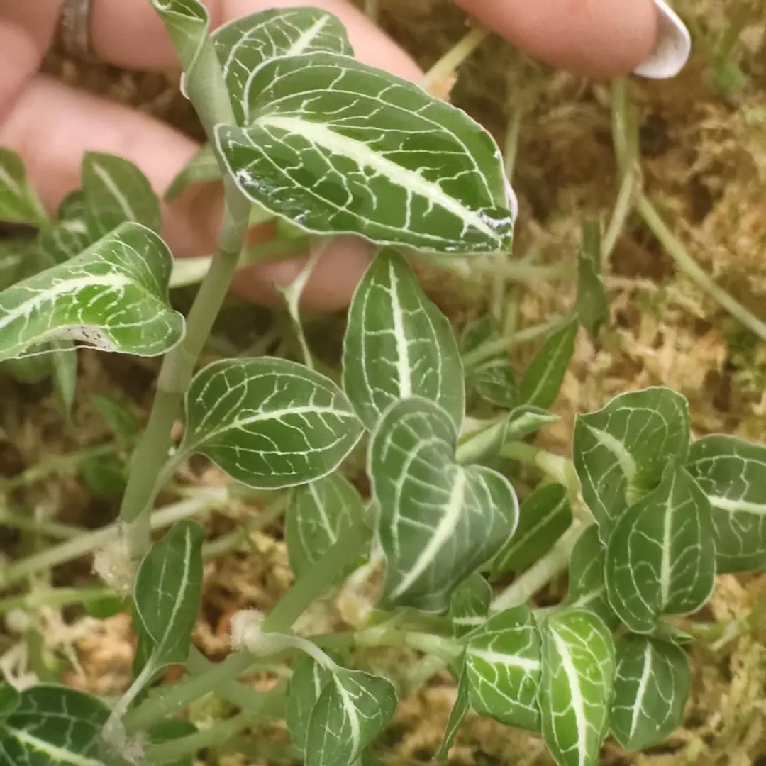 white line jewel orchid GC cutting thumbnail