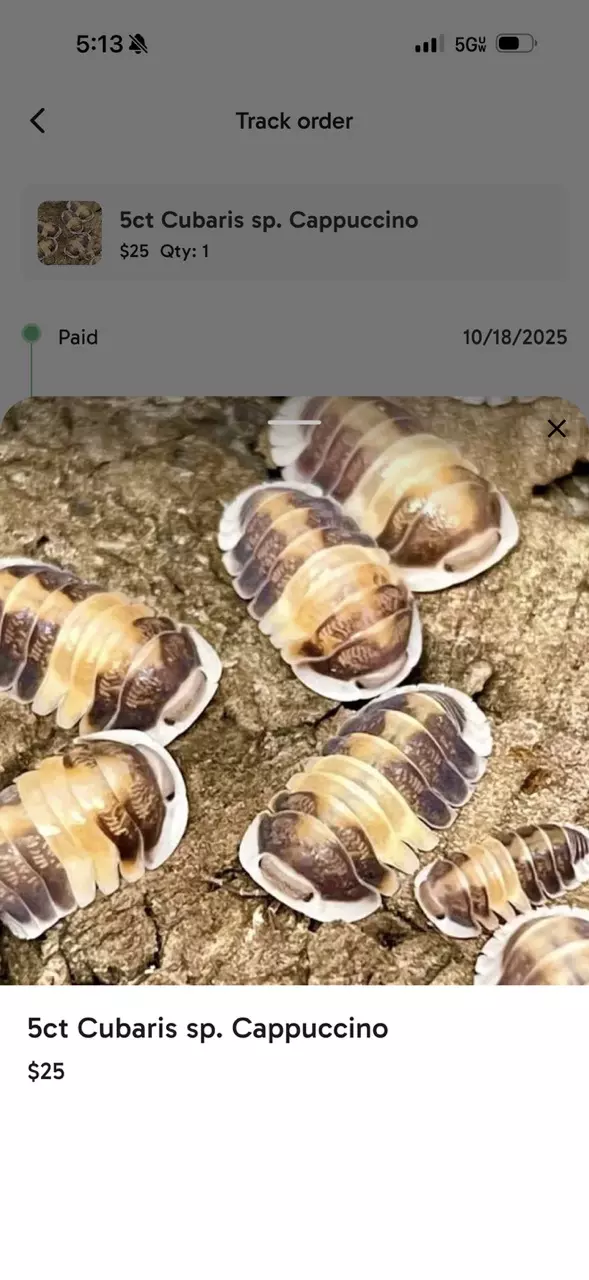 10ct Cubaris sp. Cappuccino thumbnail