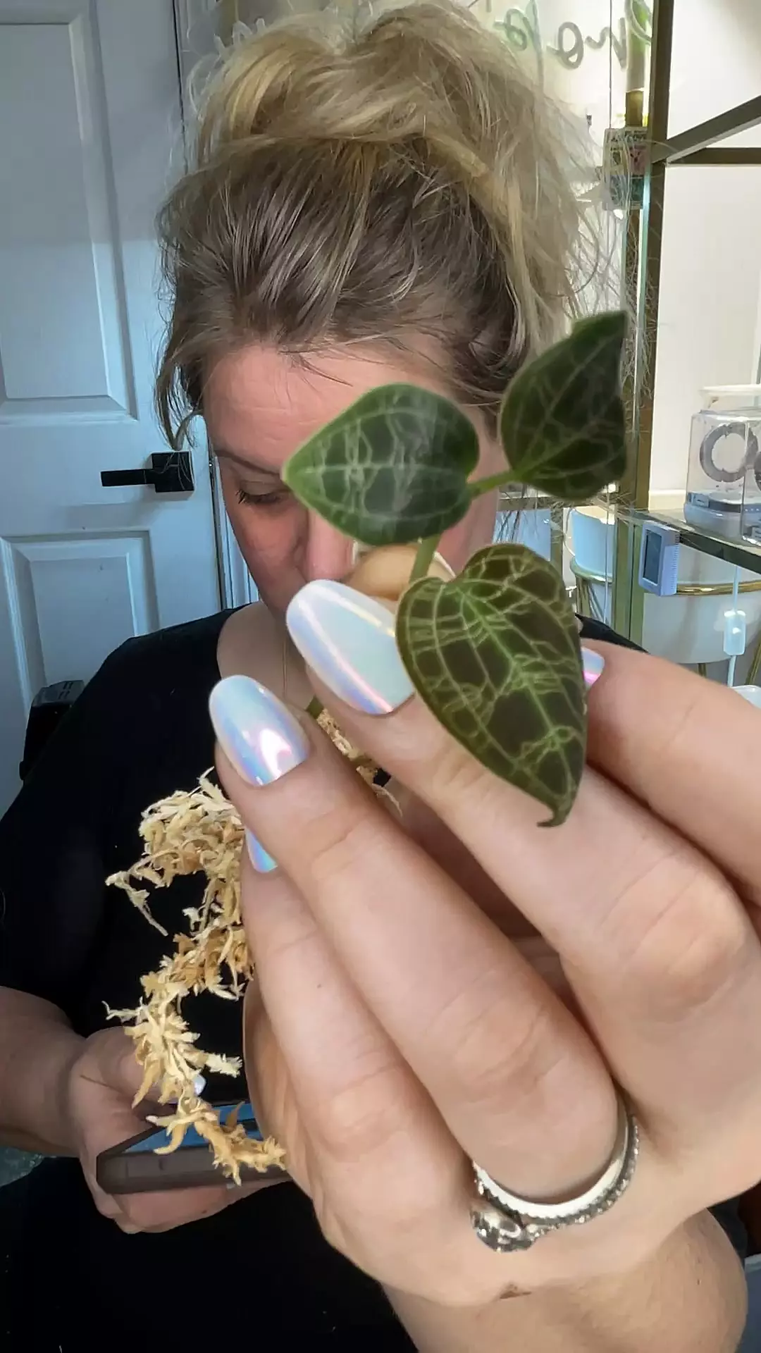 macu jewel orchid GC cutting thumbnail