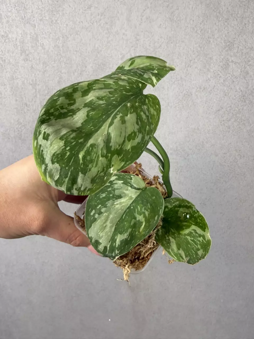 Scindapsus White Spider Mutation thumbnail