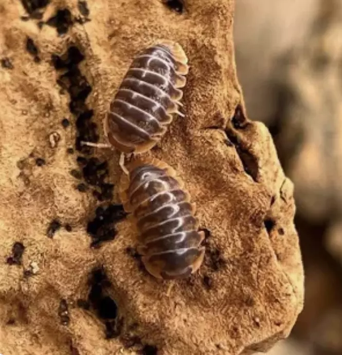 5ct Cubaris Iriomotensis “Miyako” thumbnail