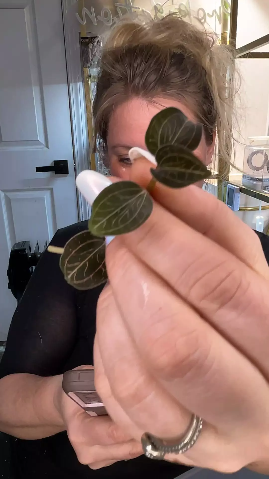 Black jewel orchid GC cutting thumbnail