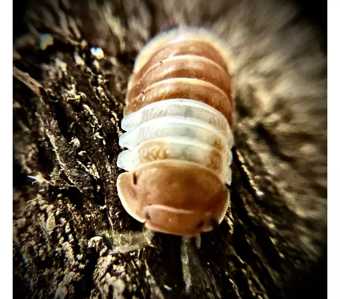 10 Ct Cubaris sp red panda thumbnail