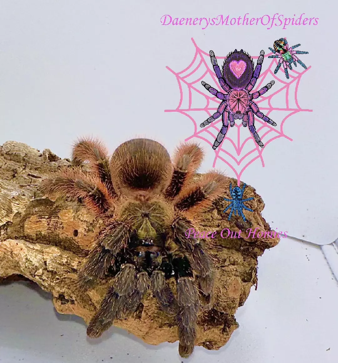 3” JF  Psalmopoeus Victori thumbnail