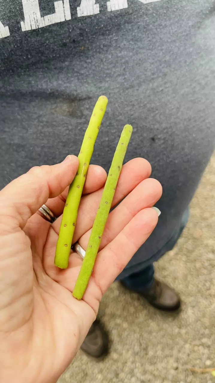 2 Armando Neves meglantha cuttings thumbnail