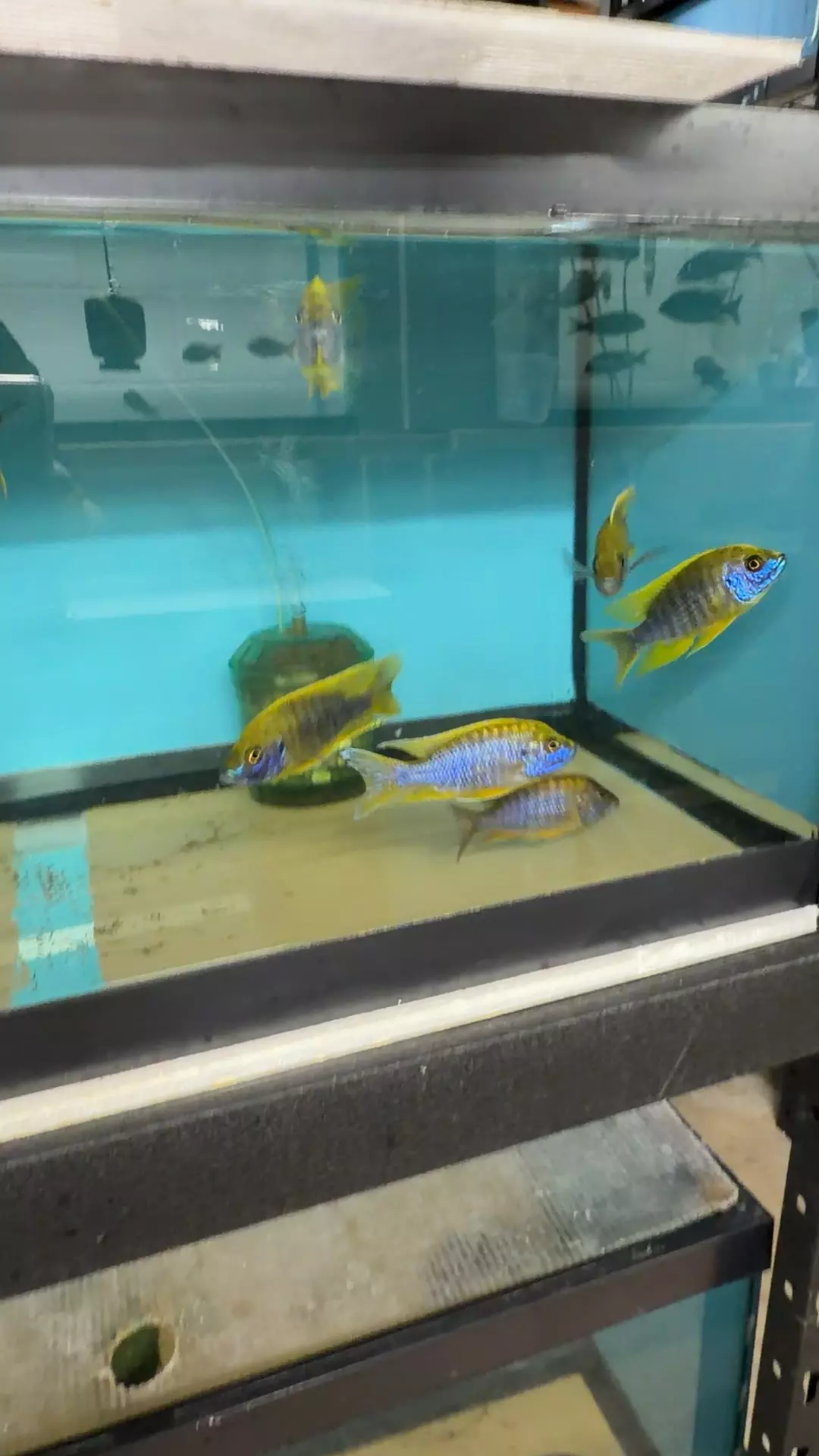 lemon Jake’s NOT EXACT FISH thumbnail