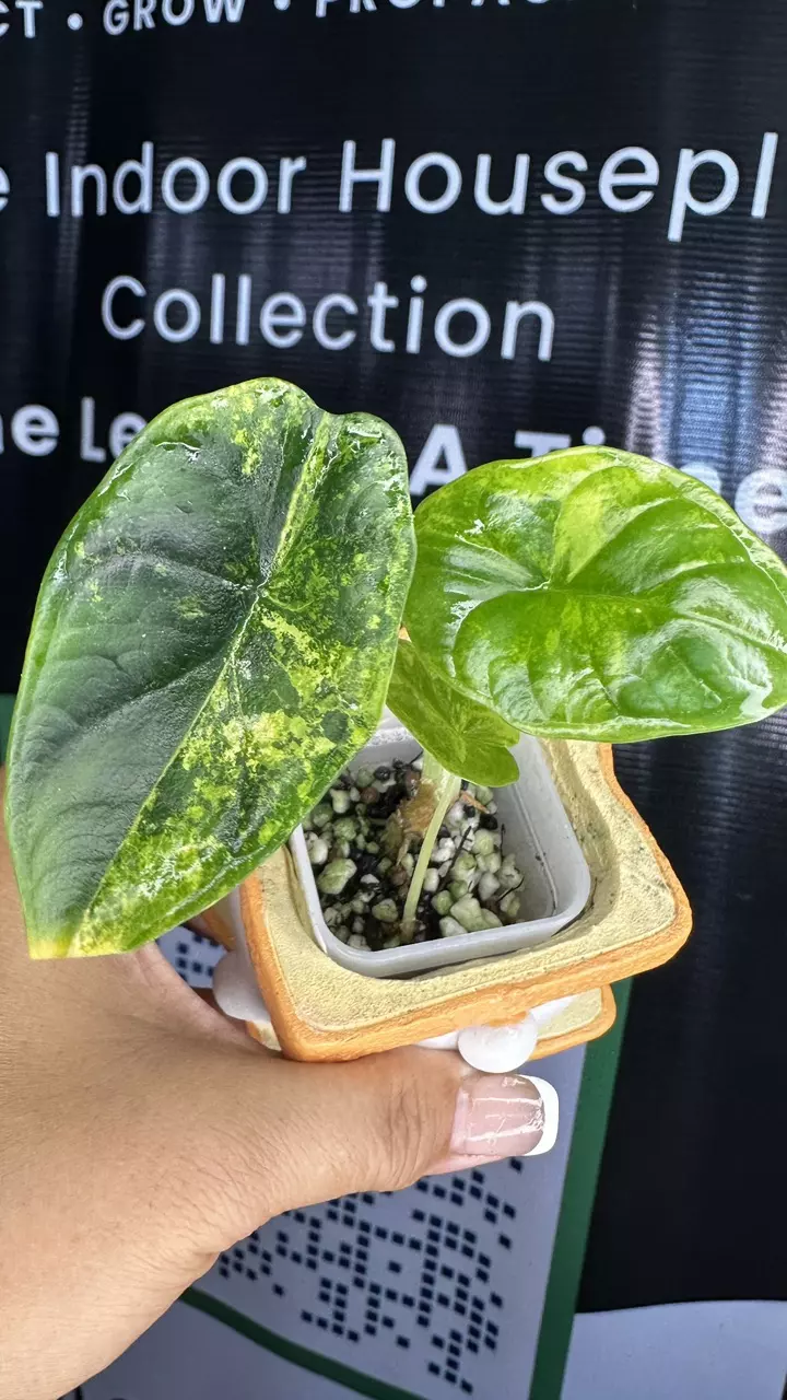 Alocasia Silver dragon aurea variegated thumbnail