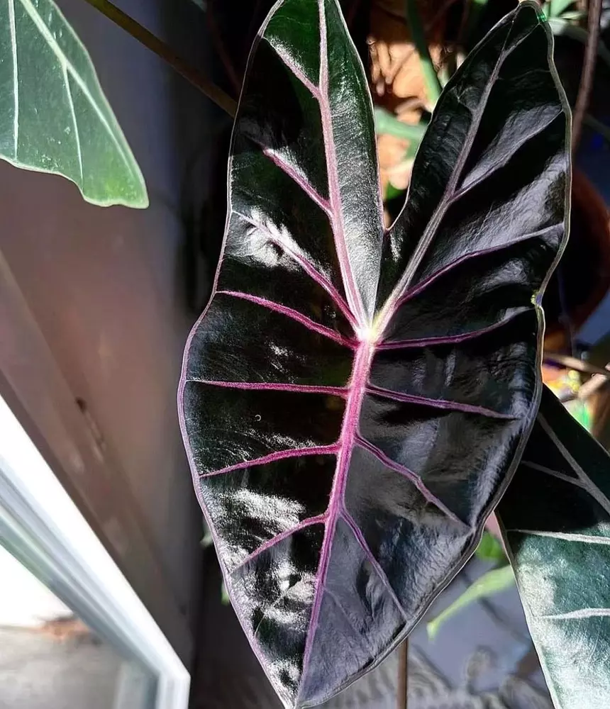 black satun pink bone tissue culture sellers choice thumbnail