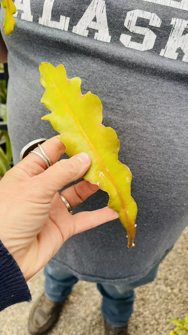 Pseudo Rhipsalis Cactus Fire cutting thumbnail