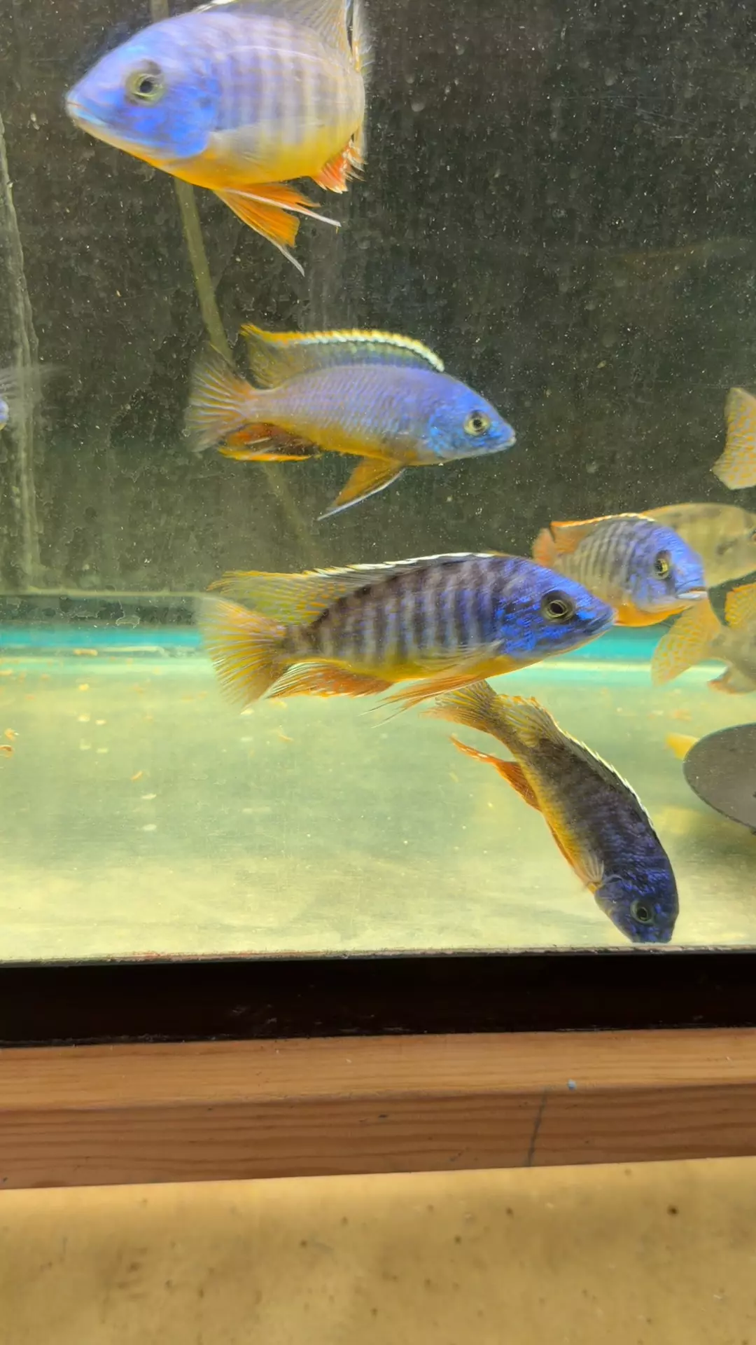 blue gold not exact fish thumbnail