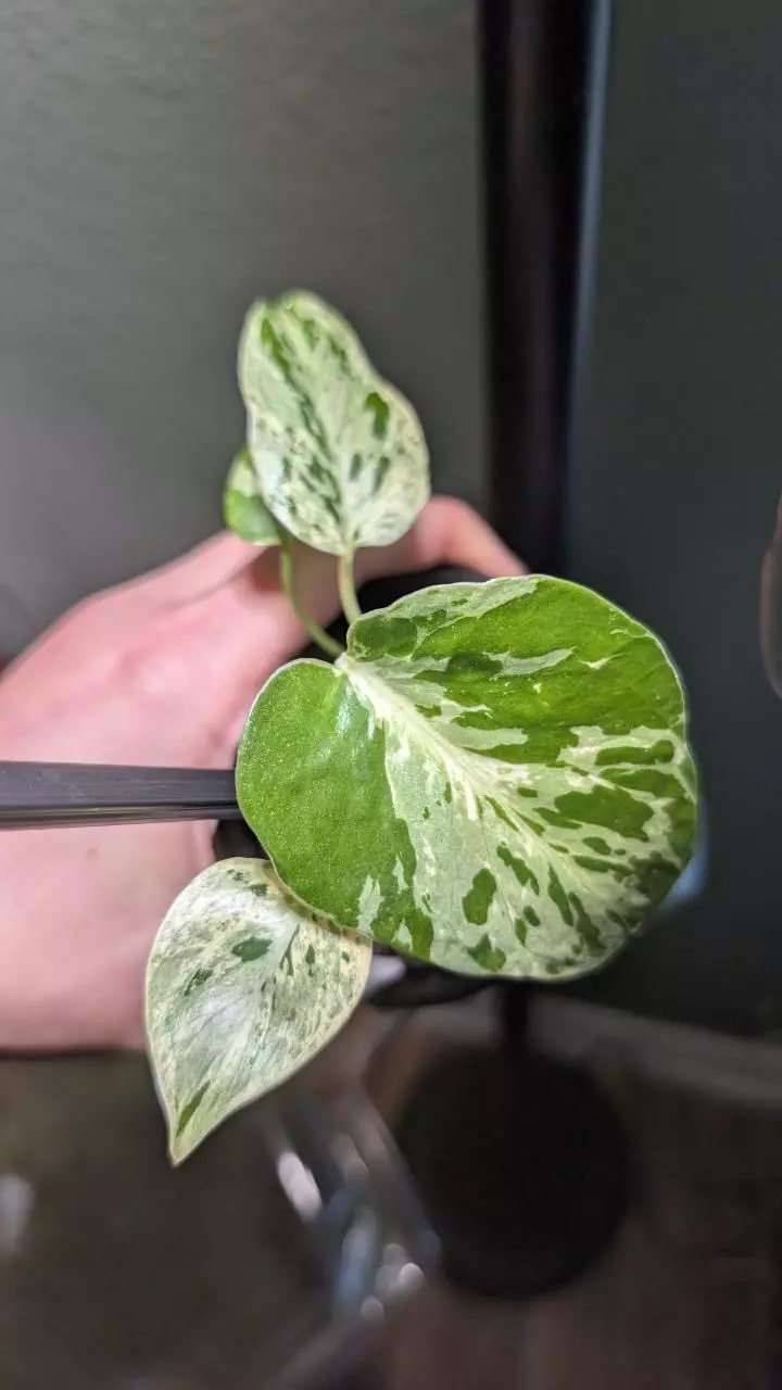 Bulbasaur TISSUE CULTURE GC thumbnail