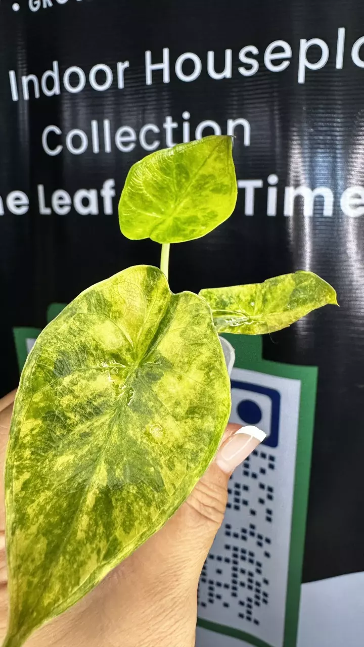 Alocasia wentii aurea thumbnail