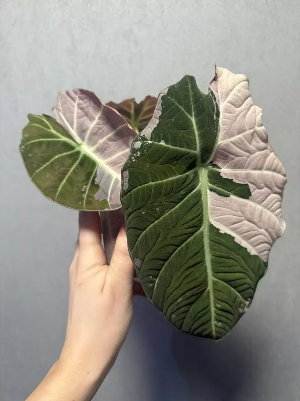 Alocasia Black Velvet Mother Plant (BIG) thumbnail