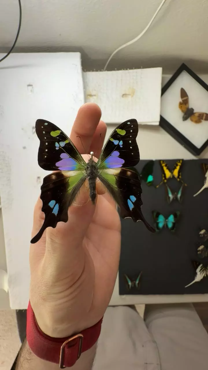 graphium weiskii thumbnail