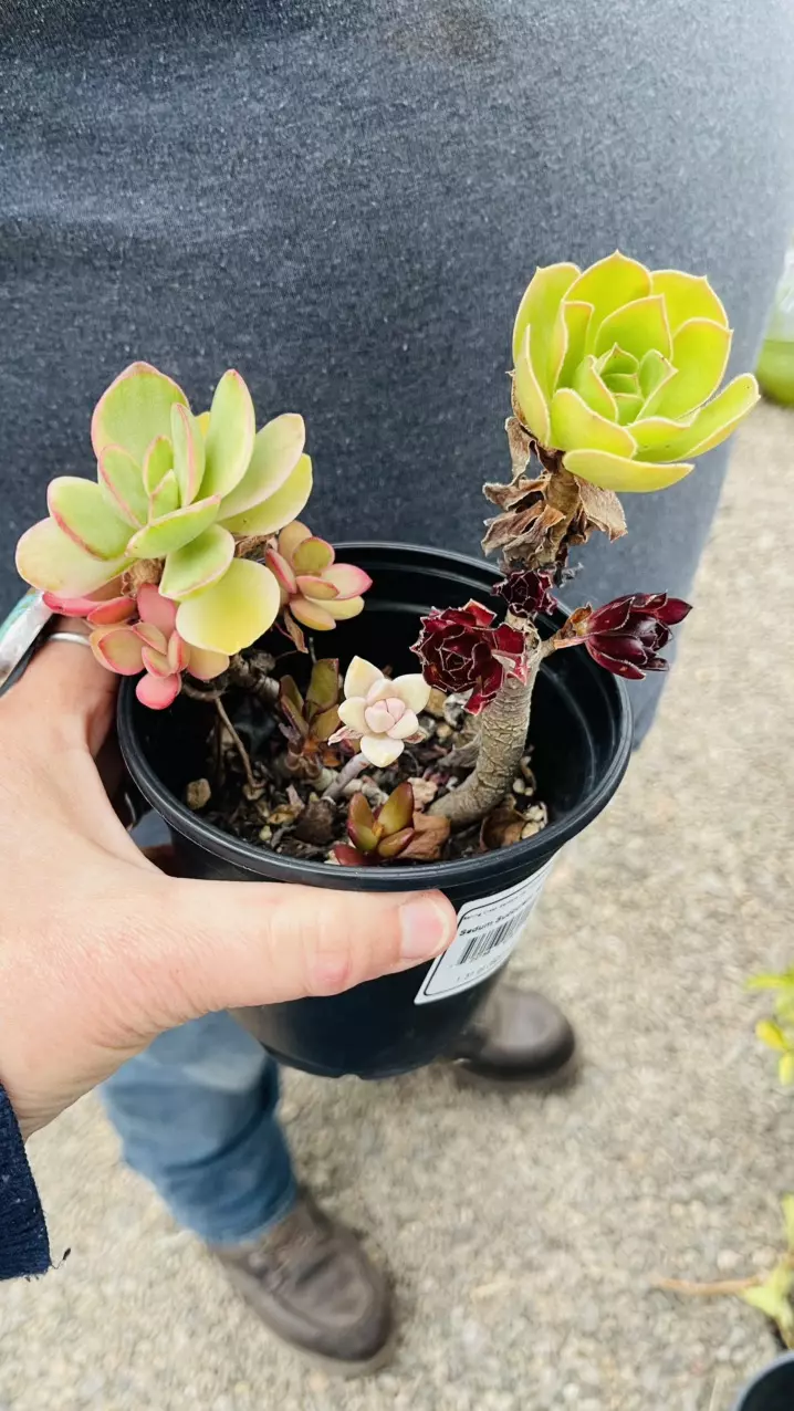 Large Fairy Pot 5” thumbnail