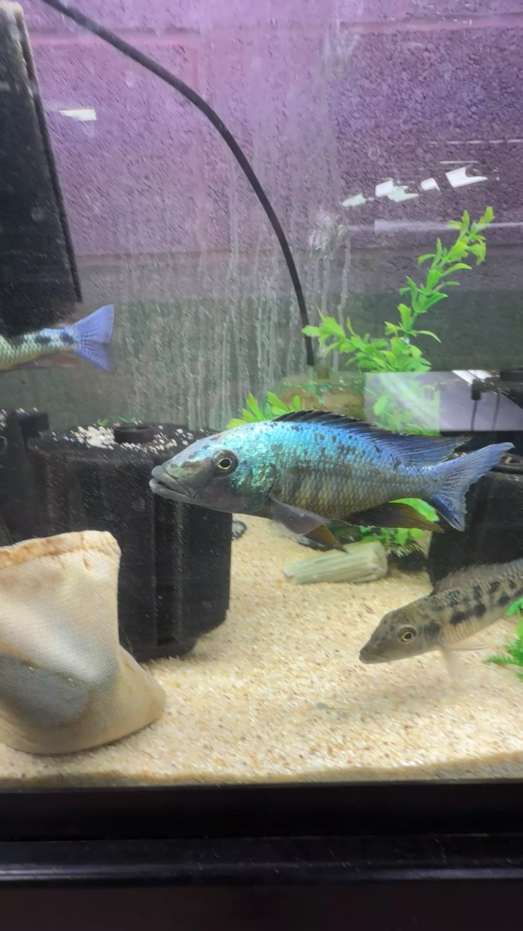 rostratus 6-7” thumbnail