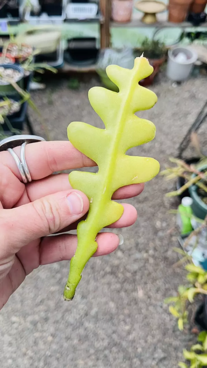 Ric Rac cutting thumbnail