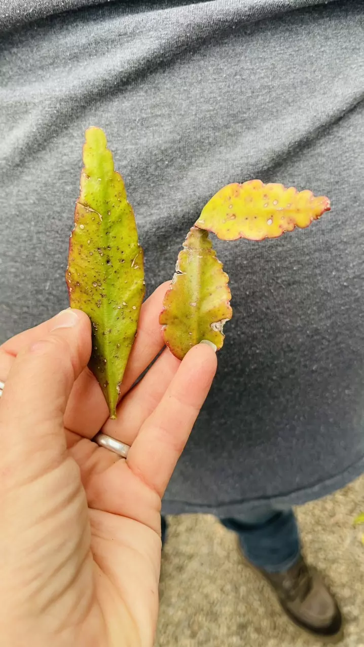 2 Rhipsalis Pachyptera cuttings thumbnail